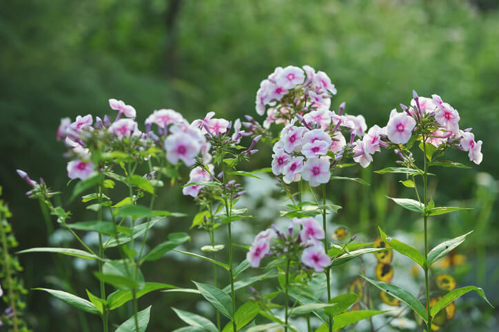Beschnitt von Phlox für eine längere Blütezeit