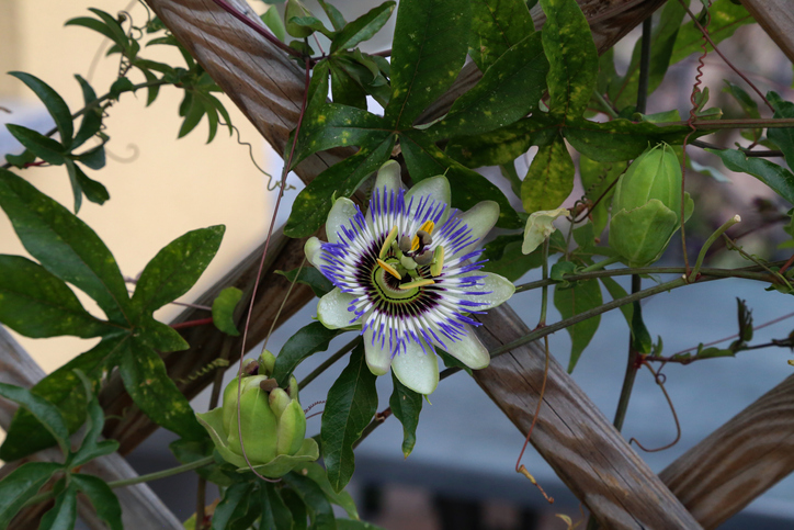 Besonderheiten bei der Kultivierung von Passionsblumen