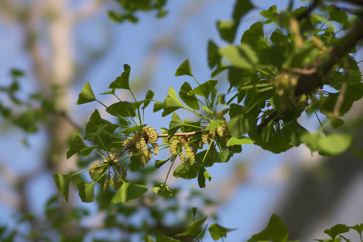 Besonderheiten der Blüten