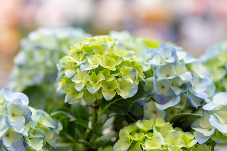 Besonderheiten der Hortensie ‘Endless Summer’