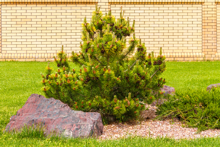 Bevorzugter Standort