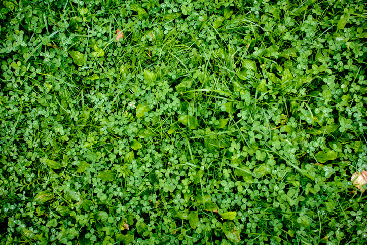 Bewährte Hausmittel gegen Klee