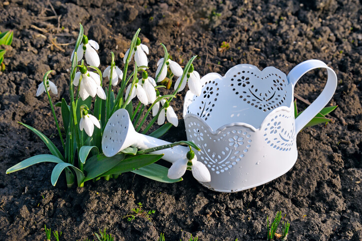 Bewässerung und Düngung von Schneeglöckchen