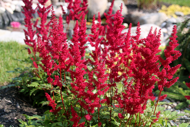 Bewässerung von Astilben