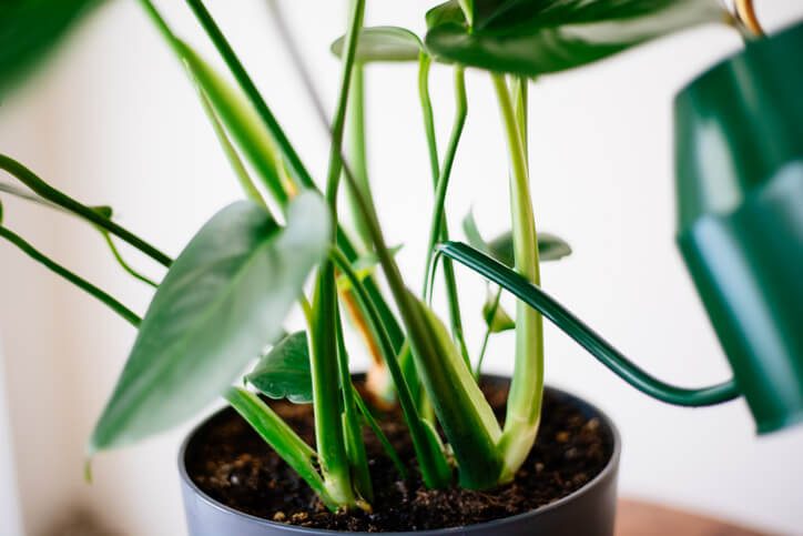 Bewässerung von Philodendron