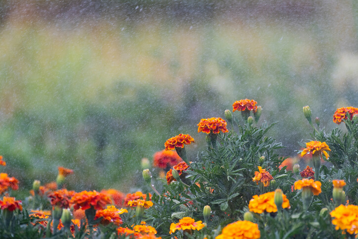 Bewässerung von Tagetes