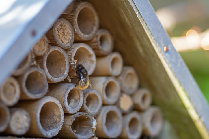 Bewohner von Insektenhotels