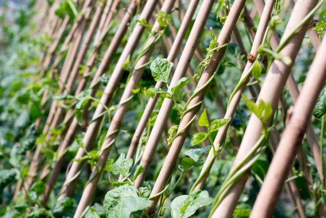 Bohnen Rankhilfe - DIY Ideen