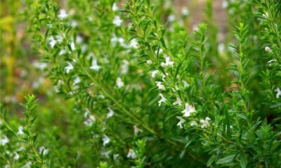 Bohnenkraut - die Verwendung der Blüten