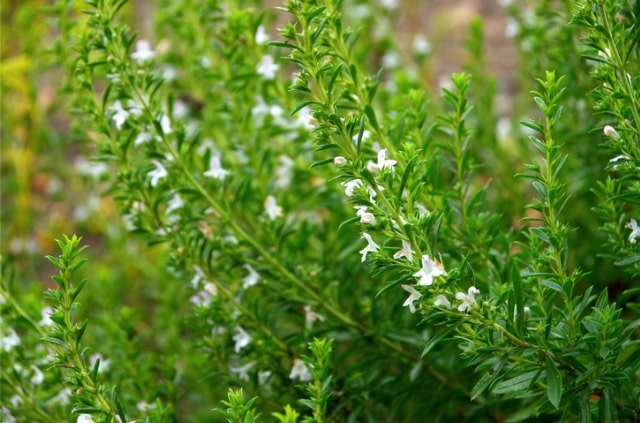 Bohnenkraut - die Verwendung der Blüten