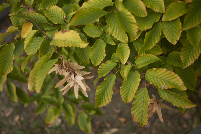 Braune Blätter an der Hainbuche - ist die Pflanze krank