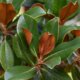 Braune Blätter bei Magnolie - was tun