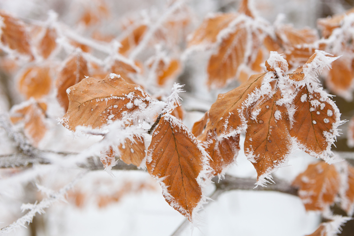 Buchenblätter im Winter