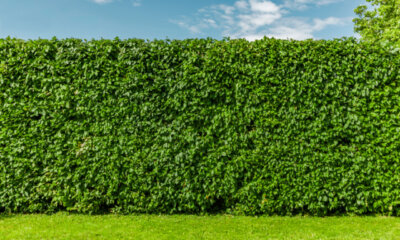 Buchenhecke - das Wachstum pro Jahr