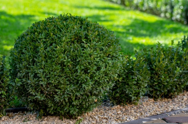 Buchsbaum - Giftigkeit für Mensch und Tier