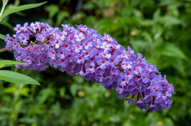 Buddleja - der perfekte Schnitt für Sommerflieder