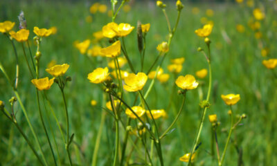 Butterblume - Bedeutung des Namens