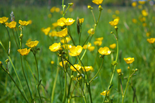 Butterblume - Bedeutung des Namens