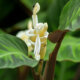 Calathea Blüte - Pflegetipps