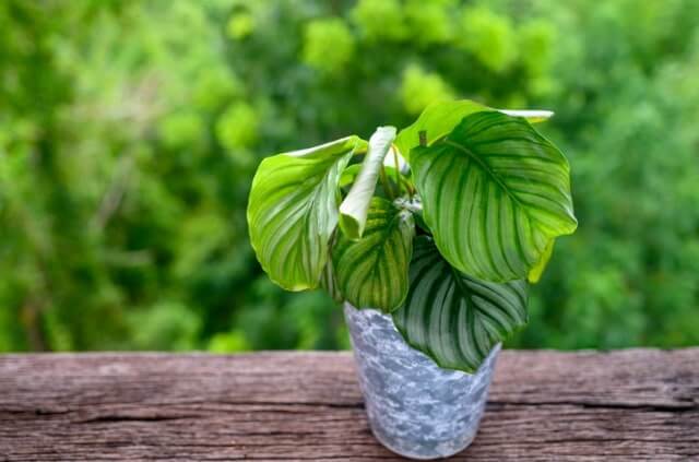 Calathea bekommt gelbe Blätter - so schaffen Sie Abhilfe!