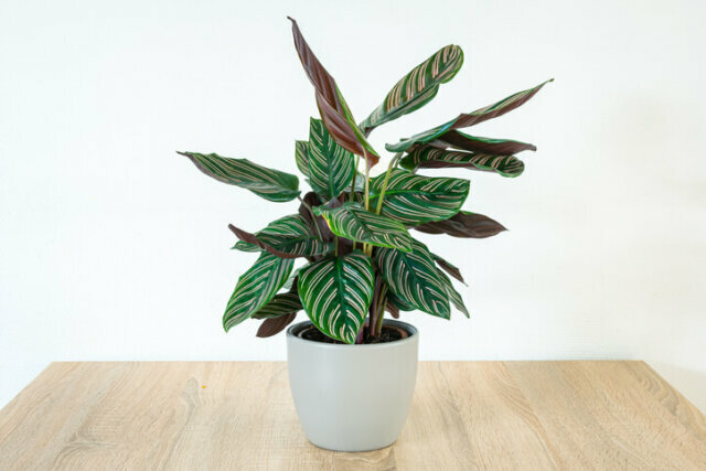 Calathea ist nicht giftig