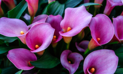 Calla Blütezeit - Pflegetipps für die Pflanze