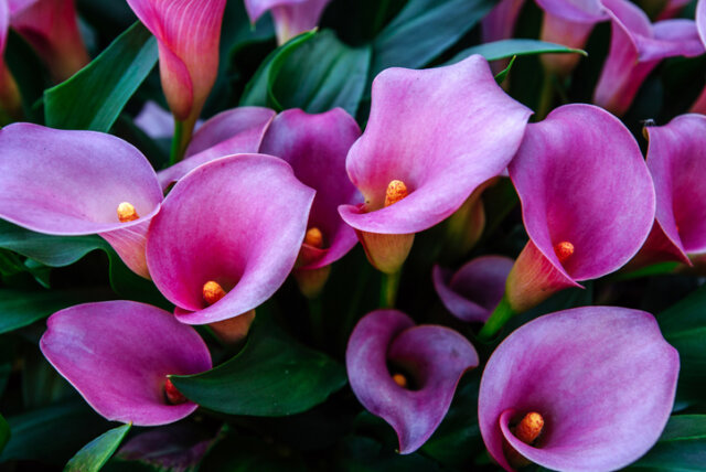 Calla Blütezeit - Pflegetipps für die Pflanze