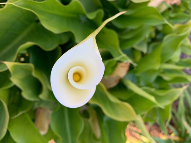 Calla bekommt gelbe Blätter - was können Sie dagegen tun