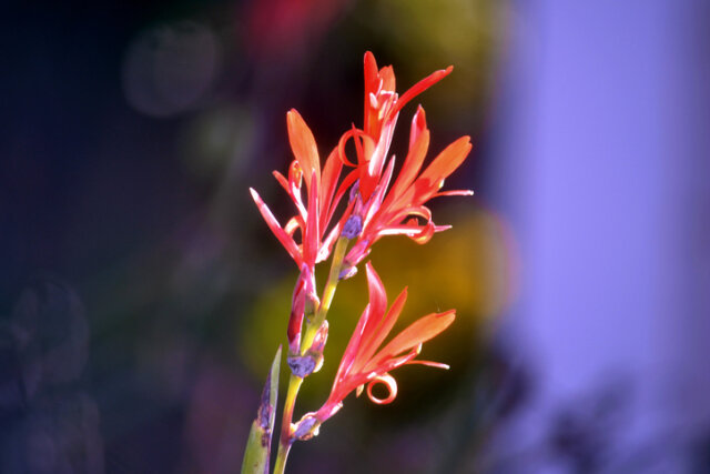 Canna - die richtige Pflanzzeit