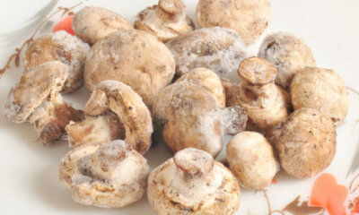 Champignons einfrieren - so verlängern Sie die Haltbarkeit