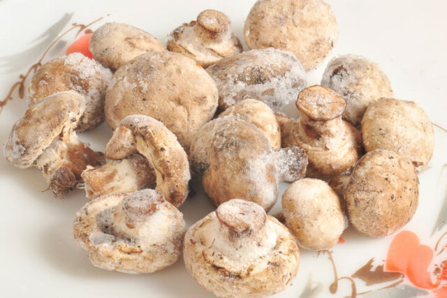 Champignons einfrieren - so verlängern Sie die Haltbarkeit