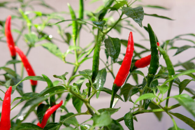Chili - wie beschleunigt man das Wachstum?
