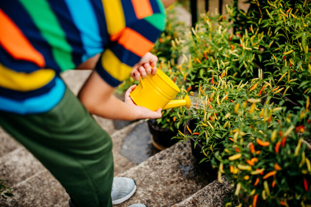 Chili - wie oft müssen die Pflanzen gegossen werden