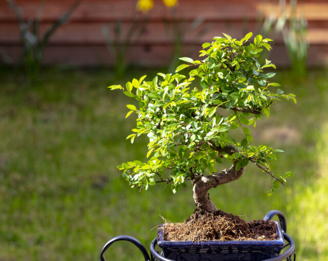 Chinesische Ulme als Bonsai - die richtige Pflege