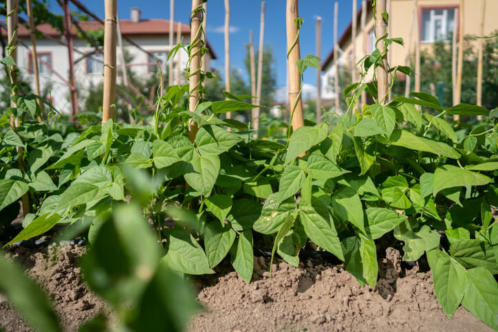 DIY Ideen für die perfekte Rankhilfe