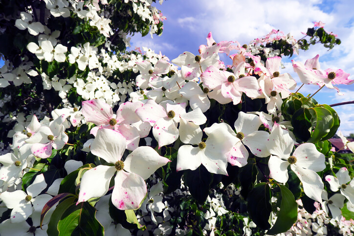 Das Aussehen der Blüten
