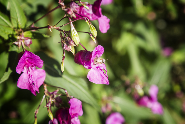 Das Drüsige Springkraut