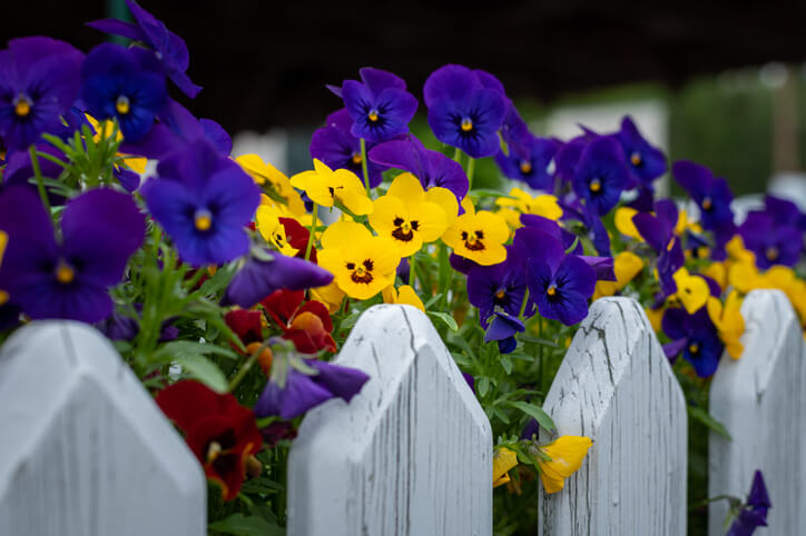 Das Hornveilchen und seine Verwandten