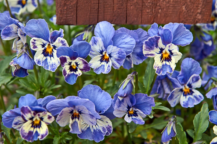 Das Hornveilchen unter den Veilchen