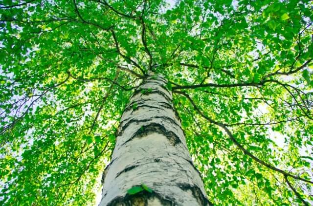 Das Wachstum der Birke - wie hoch wächst sie