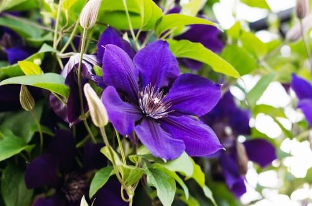 Das Wachstum der Clematis fördern
