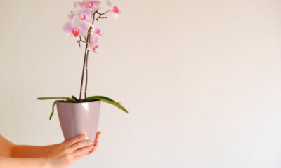 Das Wachstum von Orchideen beschleunigen