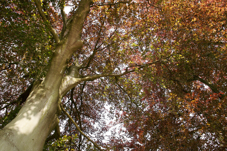 Das jährliche Wachstum