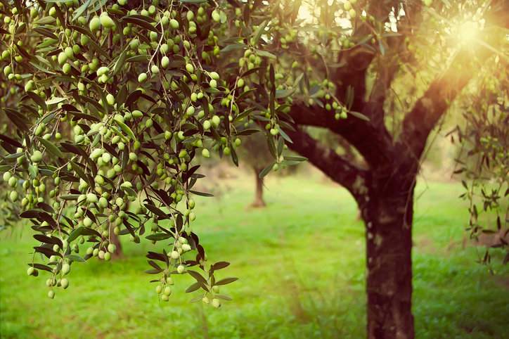Das passende Klima für den Olivenbaum