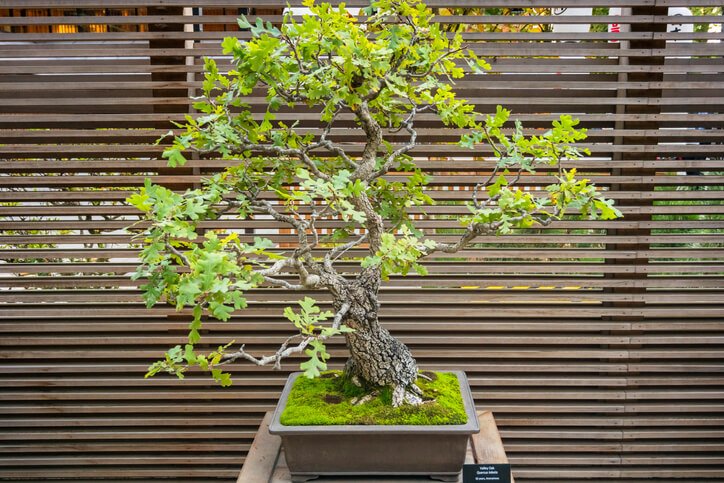 Das richtige Pflanzgefäß und Substrat für den Bonsai