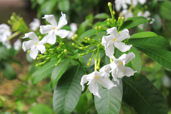 Dauer der Jasminblüte