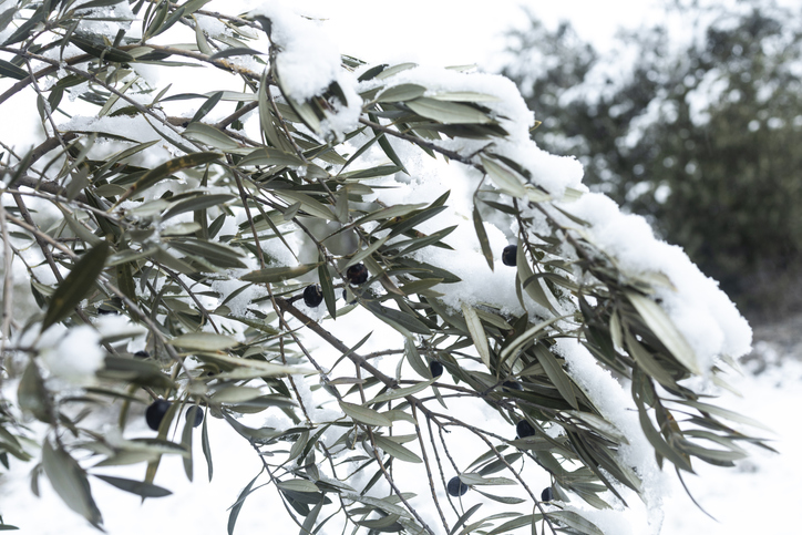 Den Olivenbaum überwintern - so geht's
