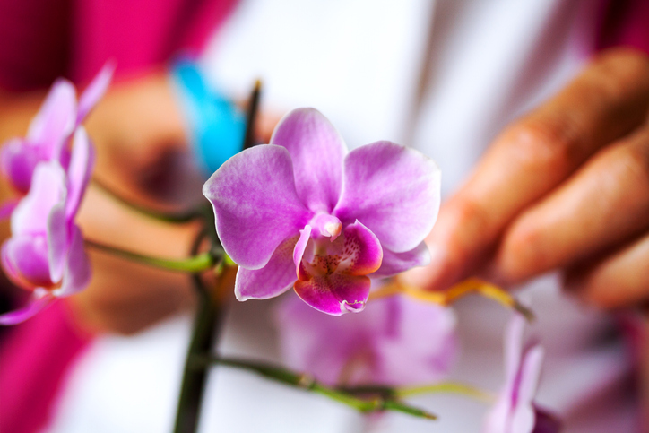 Der Beschnitt verblühter Orchideen