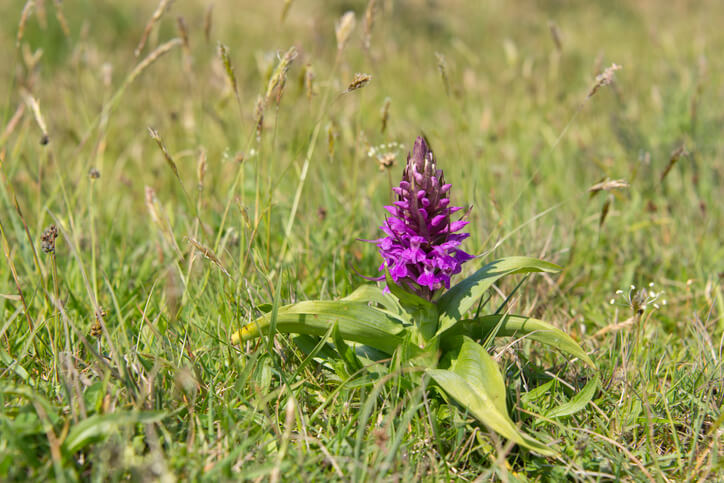 Der Blütezeitpunkt des Knabenkrautes