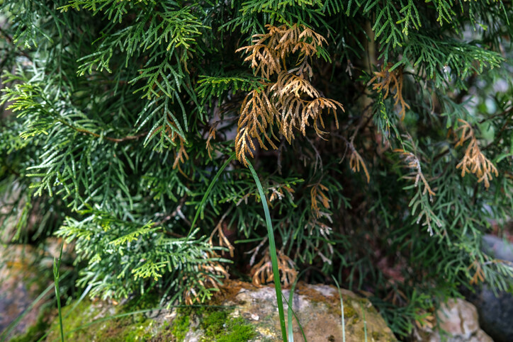 Der Gesundheitszustand einer Thuja